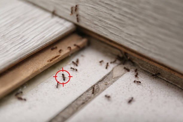 Best Termite Control Services  in Venus, TX