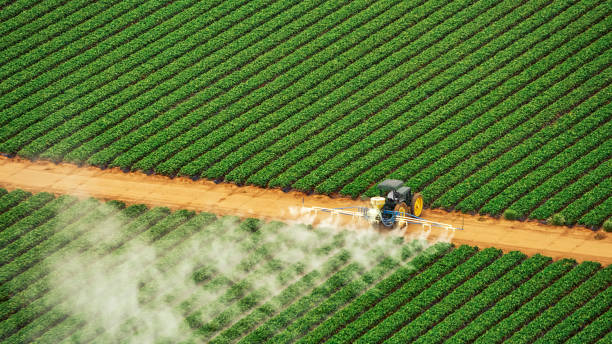 Best Ant Control Services  in Venus, TX