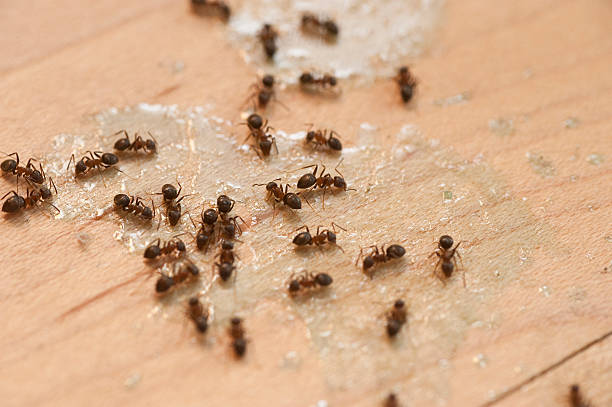 Best Mosquito Control Services  in Venus, TX