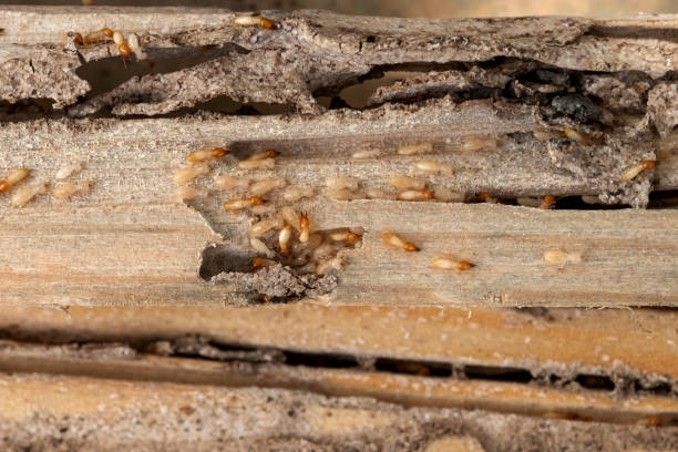 Best Pest Prevention Services  in Venus, TX